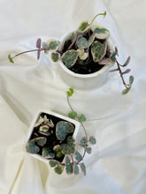 Load image into Gallery viewer, Variegated String of Hearts (Ceropegia woodii variegata )