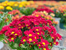 Load image into Gallery viewer, Fall MUM arrangement