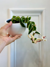 Load image into Gallery viewer, Hoya Hindu Rope (Hoya Carnosa Compacta)