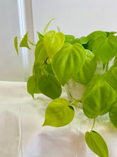 Load image into Gallery viewer, Lemon lime Philodendron (Philodendron Hederaceum Lemon Lime)