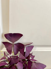 Load image into Gallery viewer, Purple Shamrock (Oxalis Triangularis)