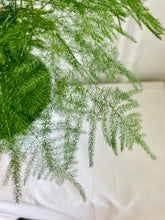 Load image into Gallery viewer, Lace fern (Asparagus setaceus)