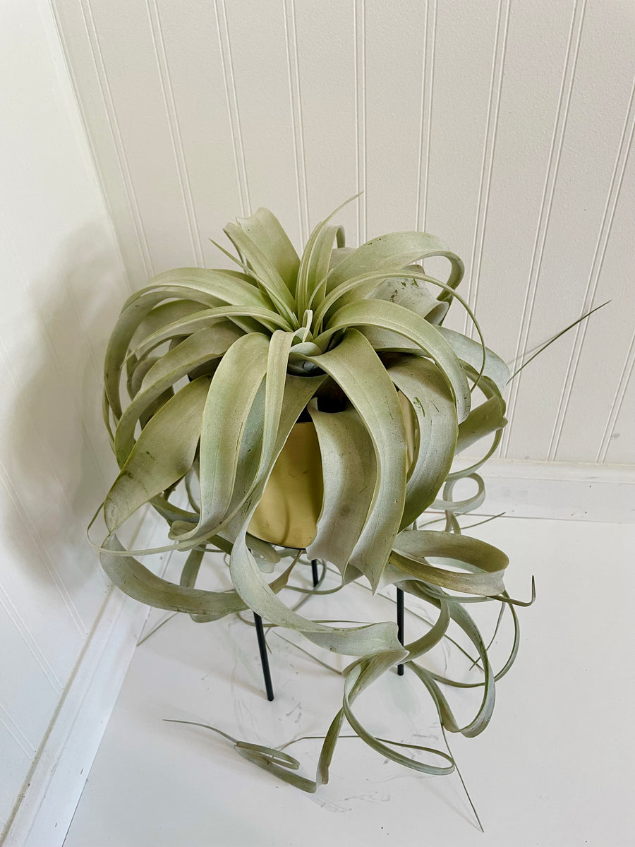 indoor air plants near me Extra Large Air Plant (Tillandsia Xerographica) – Happy Sunrize