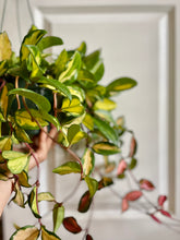Load image into Gallery viewer, Hoya Carnosa Krimson Princess