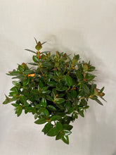 Load image into Gallery viewer, Goldfish plant (Columnea Nematanthus)