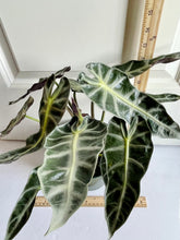Load image into Gallery viewer, Amazon Taro (Alocasia Amazonica Bambino)