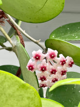 Load image into Gallery viewer, Hoya Obovata