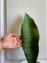 Load image into Gallery viewer, Whale Fin Plant (Sansevieria Masoniana)