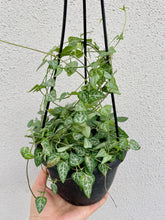 Load image into Gallery viewer, String of Hearts (Ceropegia woodii)