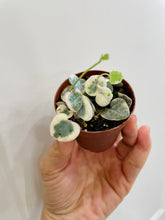 Load image into Gallery viewer, Variegated String of Hearts (Ceropegia woodii variegata )