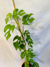 Load image into Gallery viewer, Monstera Ginny (Rhaphidophora Tetrasperma)