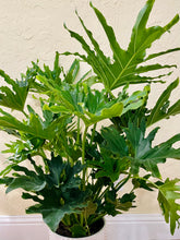 Load image into Gallery viewer, Philodendron Hope (Thaumatophyllum bipinnatifidum)