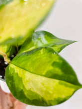 Load image into Gallery viewer, Hoya Australis Lisa