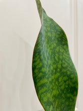Load image into Gallery viewer, Whale Fin Plant (Sansevieria Masoniana)