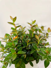 Load image into Gallery viewer, Goldfish plant (Columnea Nematanthus)