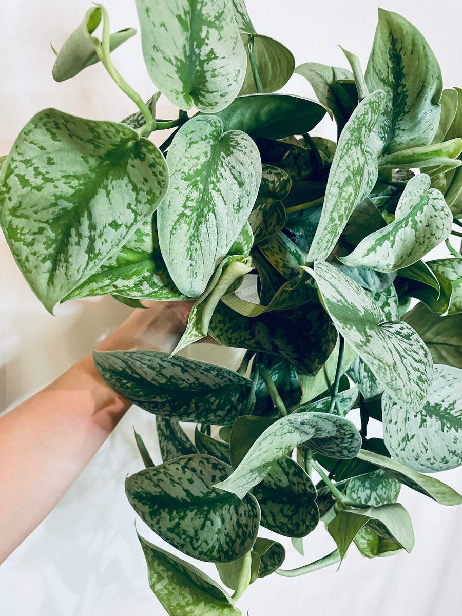 skopas pothos Satin Pothos (Scindapsus Pictus Exotica) – Happy Sunrize
