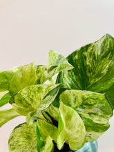 Load image into Gallery viewer, Manjula Pothos (Epipremnum aureum)