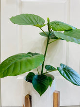 Load image into Gallery viewer, Ficus Umbellata (Ficus Umbellata)