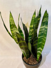 Load image into Gallery viewer, Snake Plants (Sansevieria)
