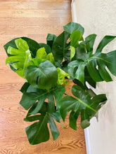 Load image into Gallery viewer, Monstera Deliciosa