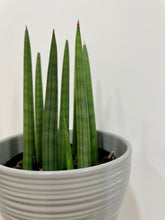 Load image into Gallery viewer, African Spears (Sansevieria cylindrica)