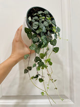 Load image into Gallery viewer, String of Hearts (Ceropegia woodii)
