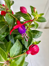 Load image into Gallery viewer, Fuchsia