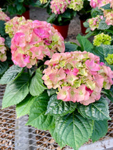 Load image into Gallery viewer, Hydrangeas