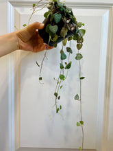 Load image into Gallery viewer, String of Hearts (Ceropegia woodii)