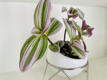 Load image into Gallery viewer, Tradescantia Nanouk (Tradescantia B. Variegata)