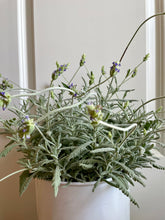 Load image into Gallery viewer, Lavender varieties