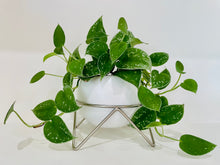 Load image into Gallery viewer, Satin Pothos (Scindapsus Pictus Argyraeus)