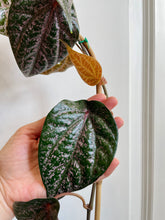 Load image into Gallery viewer, Celebes Pepper (Piper crocatum)