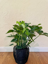 Load image into Gallery viewer, Monstera Deliciosa