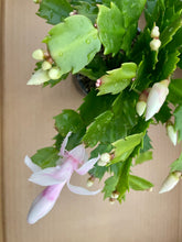 Load image into Gallery viewer, Holiday Cactus