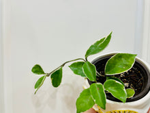 Load image into Gallery viewer, Hoya Carnosa Krimson Queen