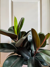 Load image into Gallery viewer, Burgundy Rubber Fig (Ficus Elastica Burgundy Decora)