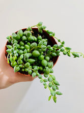 Load image into Gallery viewer, String of Tears (Senecio Herreianus or Curio herreianus))