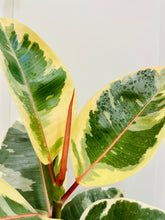 Load image into Gallery viewer, Ficus Elastica Tineke