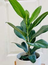 Load image into Gallery viewer, Ficus Audrey (Ficus benghalensis)