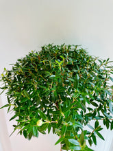 Load image into Gallery viewer, Heirloom Myrtle Topiary (Myrtus Communis)