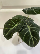 Load image into Gallery viewer, Black velvet Elephant Ears (Alocasia Reginula ‘Black Velvet’)