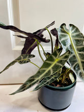 Load image into Gallery viewer, Amazon Taro (Alocasia Amazonica Bambino)