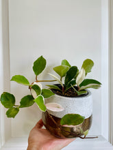 Load image into Gallery viewer, Hoya Carnosa Krimson Queen