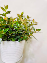 Load image into Gallery viewer, Goldfish plant (Columnea Nematanthus)