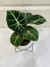 Load image into Gallery viewer, Black velvet Elephant Ears (Alocasia Reginula ‘Black Velvet’)
