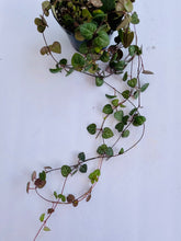 Load image into Gallery viewer, String of Hearts (Ceropegia woodii)