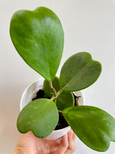 Load image into Gallery viewer, Classic Sweetheart Hoya (Hoya Kerrii)