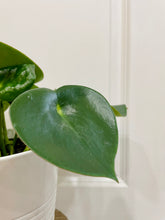Load image into Gallery viewer, Raindrop peperomia (peperomia polybotrya)