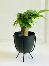 Load image into Gallery viewer, Money Tree (Pachira)
